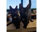 Adopt Milky and Moon a Black (Mostly) American Shorthair / Mixed (short coat)