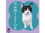 Adopt Hamilton a All Black Domestic Shorthair / Mixed Breed (Medium) / Mixed