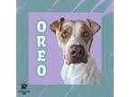 Adopt Oreo a White Mixed Breed (Small) / Mixed Breed (Medium) / Mixed (short