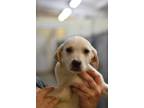 Adopt Honda - Adoptable a Labrador Retriever / Mixed Breed (Medium) / Mixed dog