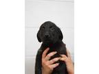 Adopt Jeep - Adoptable a Labrador Retriever / Mixed Breed (Medium) / Mixed dog