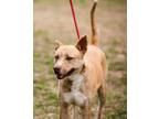 Adopt Selene a Husky / Mixed dog in Murphysboro, IL (39111648)