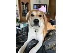 Adopt Frodo a Tan/Yellow/Fawn - with White Great Pyrenees / Treeing Walker