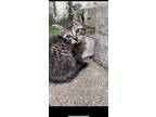 Adopt Tabby a Brown Tabby Domestic Shorthair / Mixed (short coat) cat in Galena