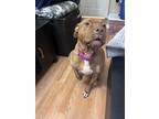 Adopt Fiona a Brown/Chocolate American Pit Bull Terrier / American Pit Bull