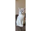 Adopt Cleo a Cream or Ivory (Mostly) American Shorthair / Mixed (medium coat)