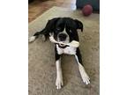 Adopt Jaxx a Black - with White Boxer / Mixed dog in White Oak, TX (41068380)