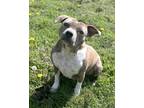 Adopt Bayley a Tan/Yellow/Fawn - with White Pit Bull Terrier / Mixed dog in