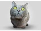 Adopt Smokey a Gray or Blue British Shorthair / Mixed (short coat) cat in