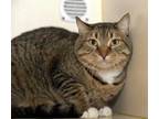 Adopt Snickers a Brown Tabby Domestic Shorthair / Mixed Breed (Medium) / Mixed