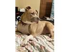 Adopt Jelly a Tan/Yellow/Fawn - with White American Staffordshire Terrier /