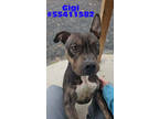 Adopt Gigi - Stray a Black American Pit Bull Terrier / Mixed Breed (Medium) /