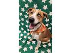 Adopt Twain a Tan/Yellow/Fawn Mixed Breed (Large) / Mixed dog in Lafayette