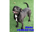 Adopt Bear-Stray a Black American Pit Bull Terrier / Mixed Breed (Medium) /