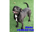 Adopt Bear-Stray a Black American Pit Bull Terrier / Mixed dog in Wilkes Barre