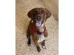 Adopt Smokey a Plott Hound / Mixed dog in Ridgely, MD (41297359)