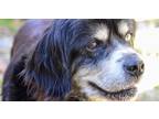 Adopt 6693 Maggie a Black - with Tan, Yellow or Fawn Clumber Spaniel dog in