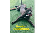 Adopt Brody-formerly Sharkbait a Black American Pit Bull Terrier / Mixed Breed