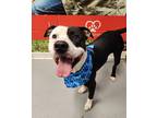 Adopt Mario a Black American Pit Bull Terrier / Mixed dog in Lafayette