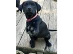 Adopt Silk a Black Shepherd (Unknown Type) / Mixed dog in Cumming, GA (41296897)