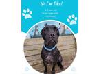 Adopt Tiko a Black Mixed Breed (Large) / Mixed dog in Savannah, GA (31846866)