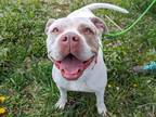 Adopt Suki a White American Pit Bull Terrier / Mixed Breed (Medium) / Mixed