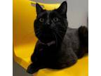Adopt Brewer a All Black Domestic Shorthair / Domestic Shorthair / Mixed cat in