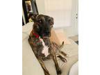 Adopt Faye a Brindle - with White American Pit Bull Terrier / Mountain Cur /