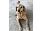 Adopt Dozer a Tan/Yellow/Fawn Labrador Retriever / Mixed dog in Westland