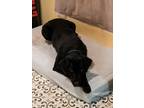 Adopt Jax a Black Labrador Retriever / Labradoodle / Mixed dog in Selma
