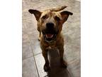 Adopt Coop a Brindle Belgian Malinois / Mixed dog in Germantown, OH (39780241)