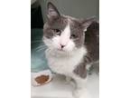 Adopt Wild Jo a Gray or Blue Domestic Shorthair / Domestic Shorthair / Mixed cat