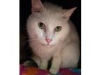 Adopt Zook a White Domestic Shorthair / Domestic Shorthair / Mixed cat in