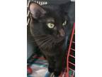 Adopt Spooky a All Black Domestic Shorthair / Domestic Shorthair / Mixed cat in