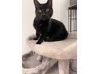 Adopt Meadow a All Black Domestic Shorthair / Mixed cat in Potsdam