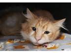 Adopt Shaggy a Orange or Red Domestic Longhair / Domestic Shorthair / Mixed cat