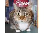 Adopt Pippen a Brown Tabby Domestic Shorthair / Mixed Breed (Medium) / Mixed