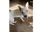 Adopt Tundra a White Cattle Dog / Husky / Mixed dog in Riverside, IA (40787765)