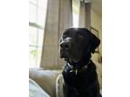 Adopt Oakley a Black Labrador Retriever / Mixed dog in Charleston, SC (41296681)
