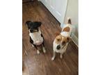 Adopt Jack a White - with Brown or Chocolate Rat Terrier / Jack Russell Terrier