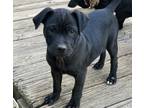 Adopt Denim a Black Shepherd (Unknown Type) / Mixed Breed (Medium) / Mixed