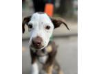 Adopt Tippy a Mixed Breed (Medium) / Labrador Retriever dog in Raleigh