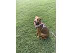 Adopt Maple a Brown/Chocolate - with White Mixed Breed (Medium) / Mixed dog in