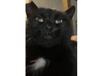 Adopt Kitkat a Black (Mostly) American Shorthair / Mixed (short coat) cat in