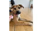 Adopt Tootsie pup: Kit Kat a Mixed Breed (Medium) dog in San Diego