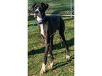 Adopt Uri a Black - with White Great Dane / Mixed dog in Bethel, OH (41296424)
