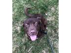 Adopt Paco a Brown/Chocolate Mixed Breed (Medium) / Mixed dog in Syracuse