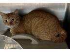 Adopt Sopapilla (working cat) a Orange or Red Domestic Shorthair / Domestic