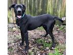 Adopt Porter a Black Great Dane / Mastiff / Mixed dog in Bethel, OH (41296464)