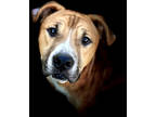 Adopt Ronnie a Brown/Chocolate Labrador Retriever / Mixed Breed (Medium) / Mixed